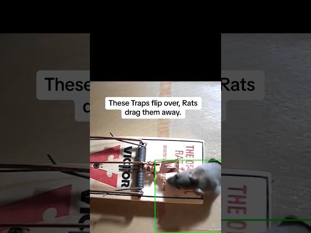 The MOST Effective RAT Trap in the world...  #twinhomeexperts #rats