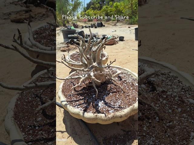 Adenium Bonsai Large Caudex  #adeniumbonsai #bonsaiart #desertrose #adenium #bonsai #rosasdodeserto