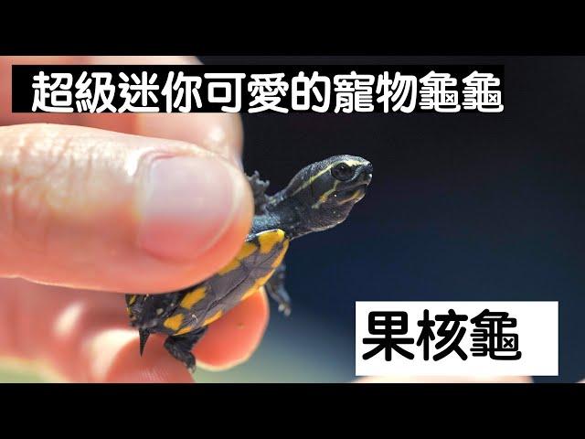 【昆蟲擾西上課了！】超級迷你可愛的寵物龜龜 果核龜 Striped mud turtle