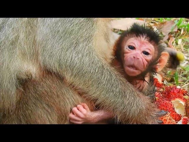 Really Fresh Newborn Baby Monkey of Monkey Elsa