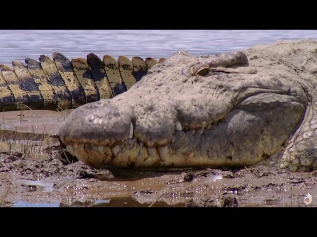 Burundi Deadliest Crocodile