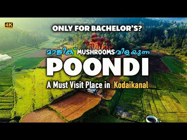 Poondi - Land of Magic Mushrooms - A must visit place in Kodaikanal | Poombarai |Tamil Nadu