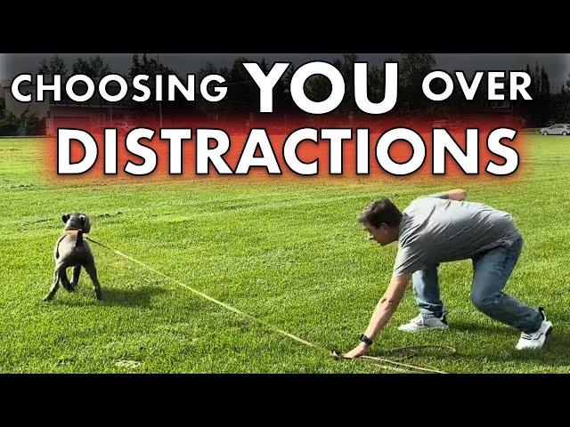 How to Train ANY Dog to COME When Called NOW! Choosing You Over Distractions