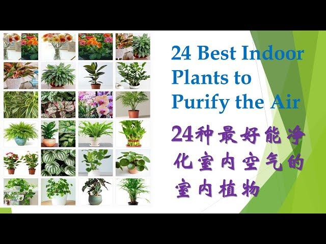 24种最好能净化室内空气和美化家居的室内植物 I 24 Best Indoor Plants for Purifying the Air and Décor for the House