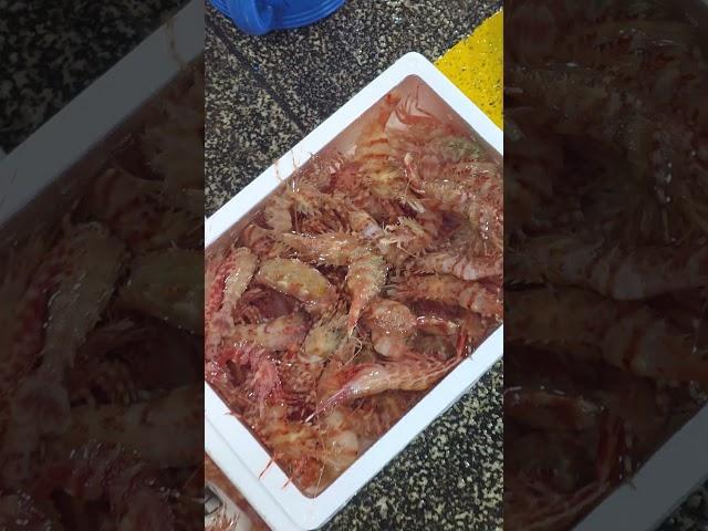너무더워 닭새우도비실비실! #구룡포해풍수산 #새우 #닭새우 #꽃새우 #도화새우 #활어횟감 #포항맛집 #참치 #밍크고래 #포항 #포항맛집 #고래고기 #소통 #일상생활 #여행 #생새우