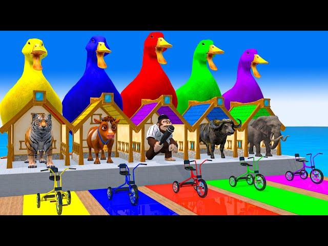 5 Giant Duck Cartoon,Cow,Buffalo,Elephant,Tiger, Paint Wild Animals Crossing Fountain Animation