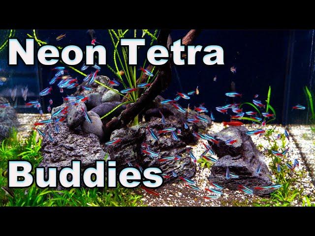 Neon Tetra Buddies: Good Tank Mates for Your Neons (and a word of caution)