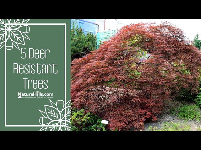 Top 5 Deer Resistant Trees | Naturehills.com