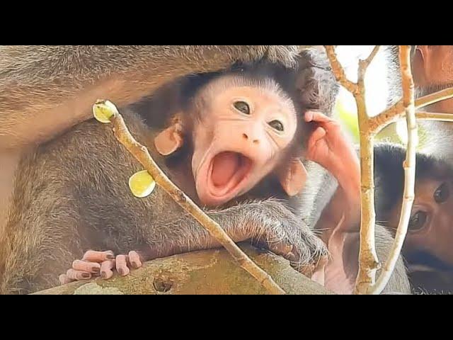 So Big Yawn Of Baby Mirano, Sleep Late At Night | Real Primate