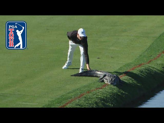 PGA TOUR’s best animal encounters of the decade: 2010-19