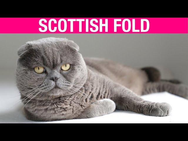 Scottish Fold Cat Breed - Characteristics & Personality