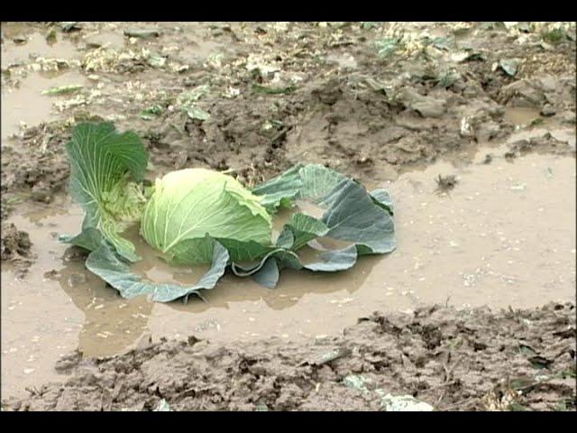 開心農場？─農村的真相(公共電視 我們的島第528集 2009-10-26)