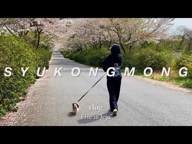 제주도 사는 강아지와 벚꽃길 산책 그리고 고사리 찾기 | 마트 장보기, 노브랜드 | 집에서 화분 분갈이 | 부대찌개 레시피 | 노견일기 | 노견일상 | vlog