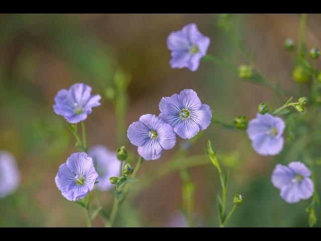 The Flax Field Project July 2021 - CLD & Arte Italica