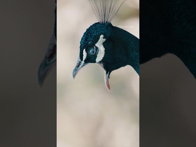 Beautiful Peacock Calling  Wincent   bRJwm #wildlife #nature #bird