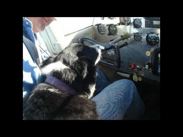 Saving Miss Zoe - Pilots N Paws