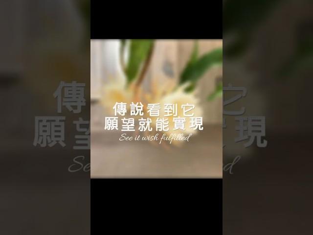 【實現願望的花?你看過嗎?】#shorts #醫能好物市集#慈文醫師#曇花