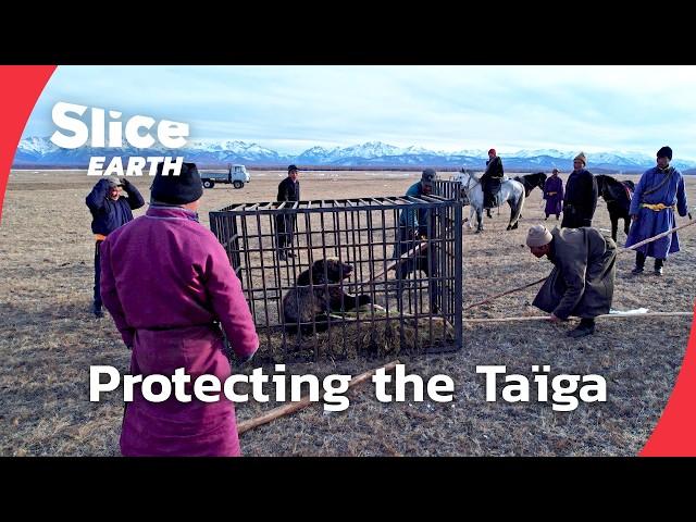 The Red Taïga mission: Preserving Mongolia’s wild heart | SLICE EARTH | FULL DOC