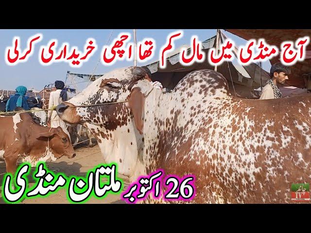 Multan Cow Mandi Fresh Latest Update Video || Ablk Nukre Sahiwal Cholistani Bachre || Cow Mandi 2024