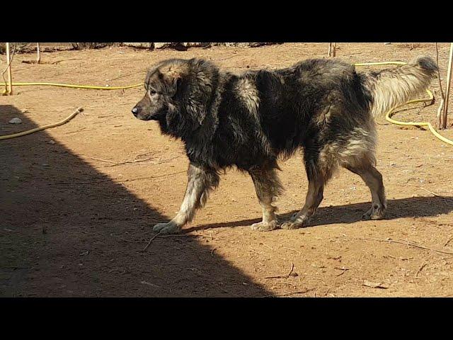 the robust physique of an Alpha Illyrian Shepherd Dog