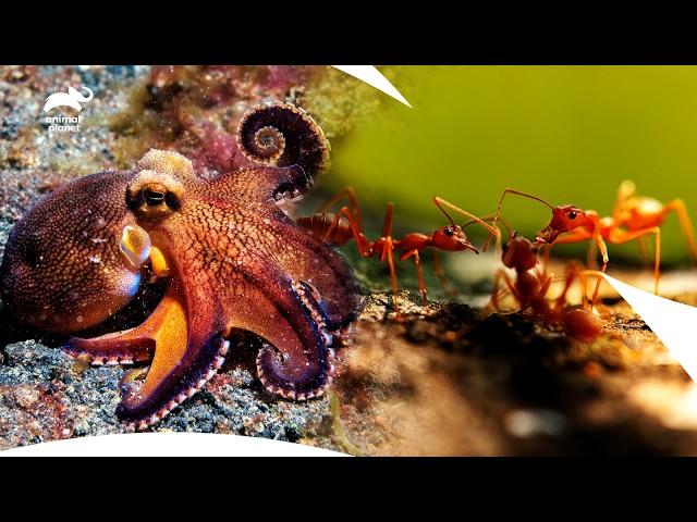 How Ants Survive a Flood? | Octopus’s Escape Tactics | How Do Animals Do That? हिंदी | Animal Planet