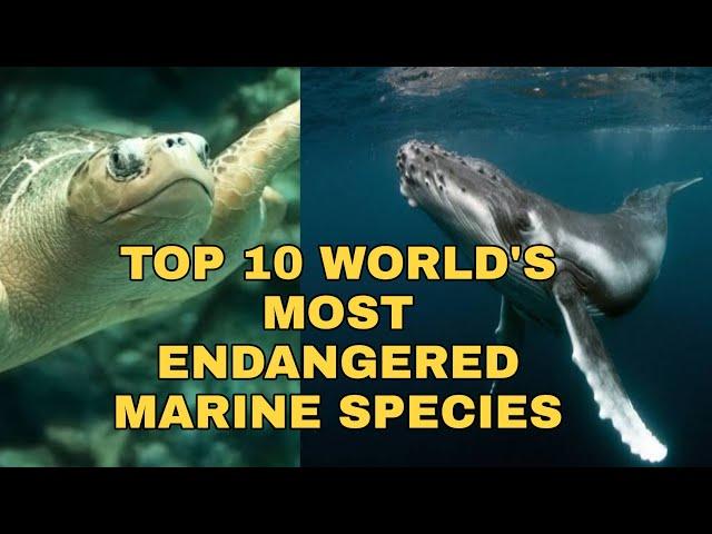 TOP 10 WORLD'S MOST ENDANGERED MARINE SPECIES