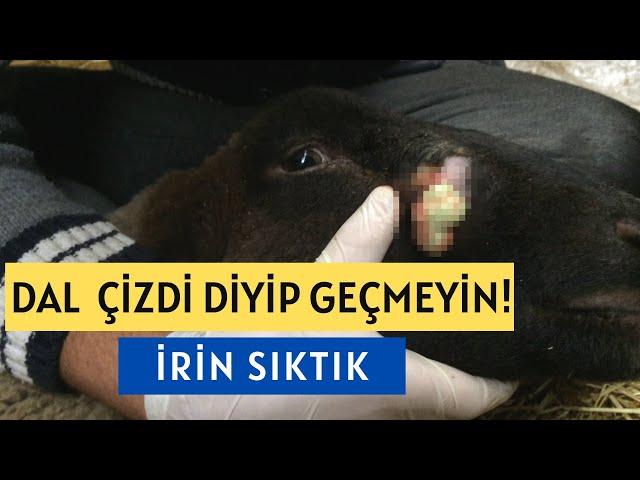 BASİT BİR ÇİZİK DEMEYİN! *KOYUNUN FENA KOKULU İRİNİNİ SIKTIK !