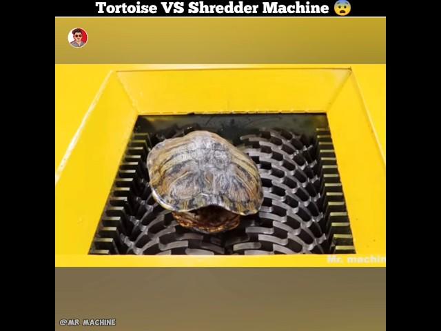 Tortoise VS Shredder Machine 