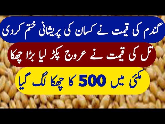 Today Wheat Price in Punjab Pakistan | Gandam Till makai kapass Dhan Rate