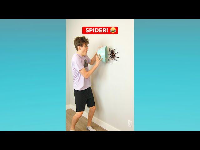 SPIDER!  #shorts