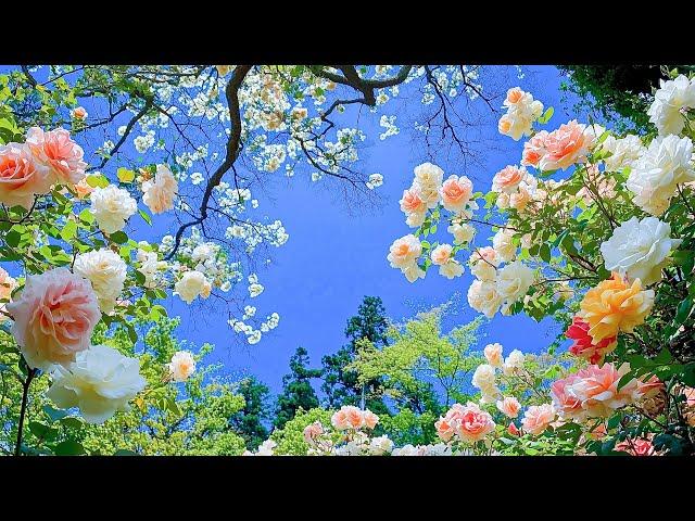 Healing music that clears your head  Find Tranquility, Embrace Stillness, Restore Harmony 