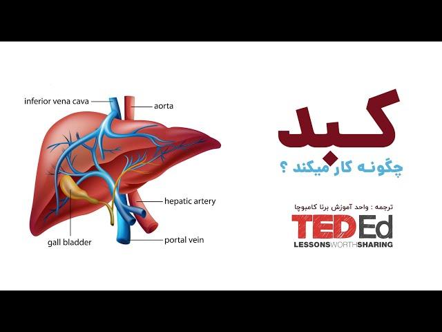 کبد چگونه کار میکند