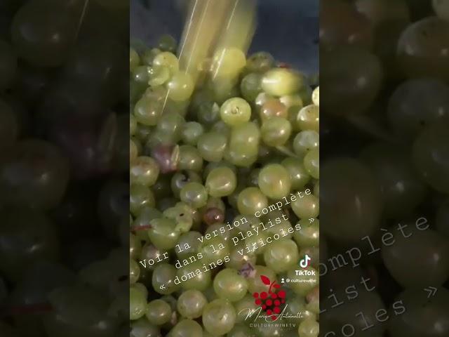 Domaine Duvernay P&F à Mercurey. vidéo complète à retrouver en playlist « domaines Viticoles »