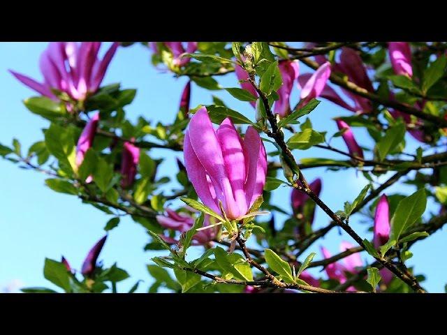 Top 10 Colorful Magnolia Flower Ever You Seen | Amazing Flowers Video(HD)