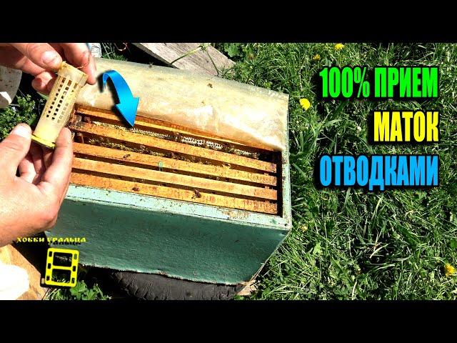 НАДЕЖНЫЙ СПОСОБ ПОДСАДКИ ПЧЕЛИНЫХ МАТОК В ОТВОДОК. РАБОТА С ОСНОВНЫМИ СЕМЬЯМИ. ПЧЕЛОВОДСТВО 25-21