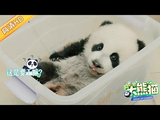 GrowUp! Panda | 熊猫宝宝喝奶现场, 好乖哦~ #成长吧大熊猫