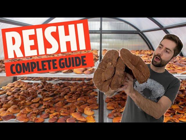 Unlocking The Secrets of The World's Greatest Mushroom (Reishi aka Ganoderma lucidum)