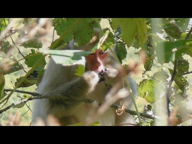 【 ニホンザル 】 ヤマブドウを食べるニホンザル 　～ 雑魚川 ～