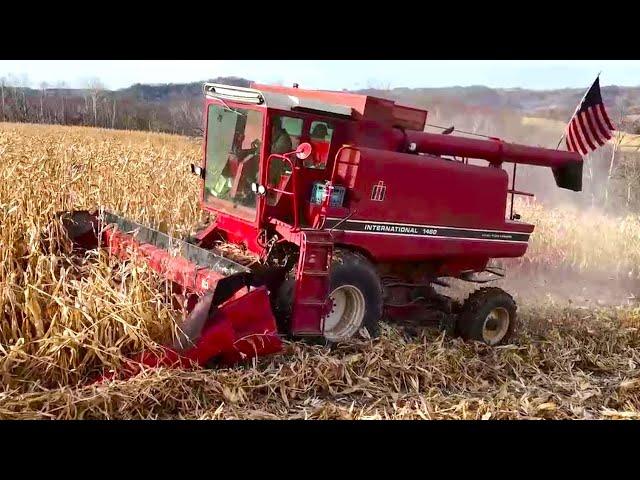 Harvesting My First Corn Crop! Combining Corn With A 1460 International! (2024 Harvest)