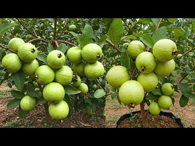 Grow Your Guava Trees FASTER Today!