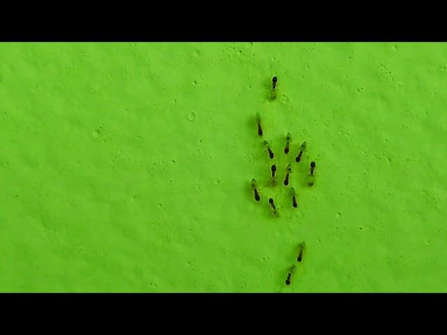 Ants. Formicas. Formicidae