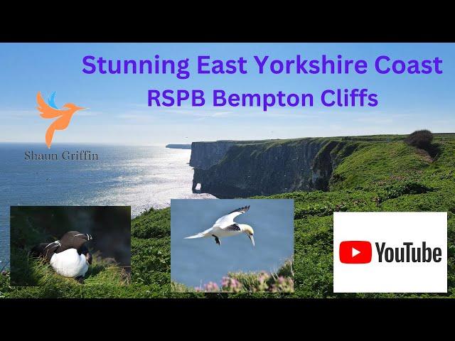 RSPB Bempton Cliffs - East Yorkshire Coast (Apr 24)