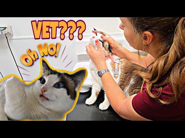 Taking our cat to the vet