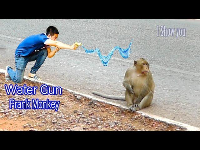 WATER GUN SPRAY PRANK MONKEY  || Funny Monkey Video || Monkey funny video || monkey prank video