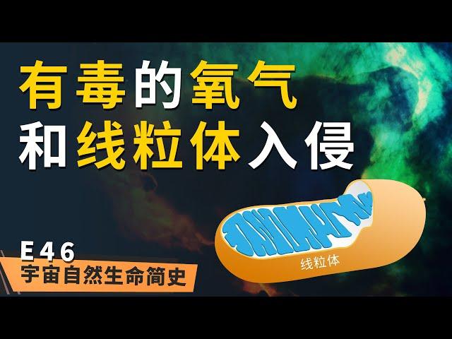 天作之合 丨 《宇宙自然生命简史》第四十六集：有毒的氧气和线粒体入侵