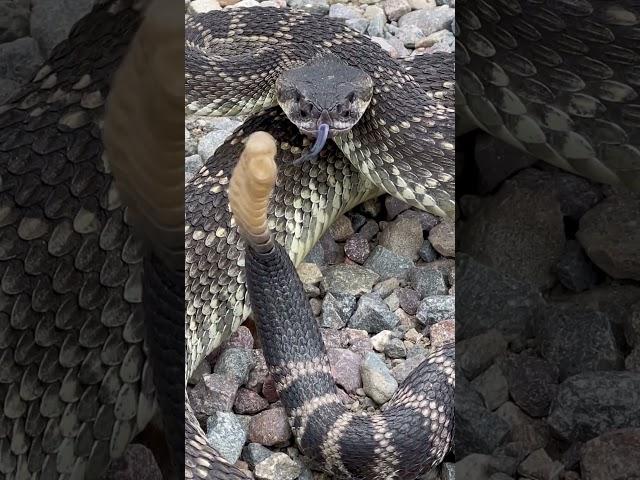 This is a Rattlesnakes final warning ️ It’s best to listen to