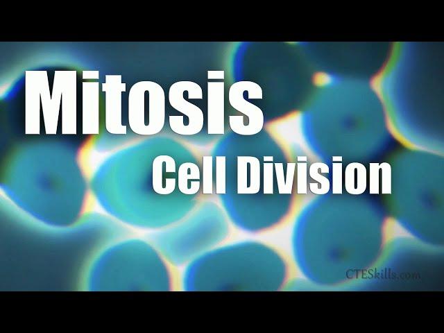 Mitosis Cell Division In 6 Minutes!