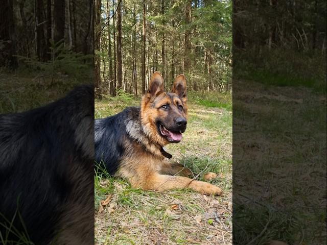 #немецкаяовчарка #ханс #щенок #друг #germanshepherd #puppy #dog #love #live #овчарка #собака #life