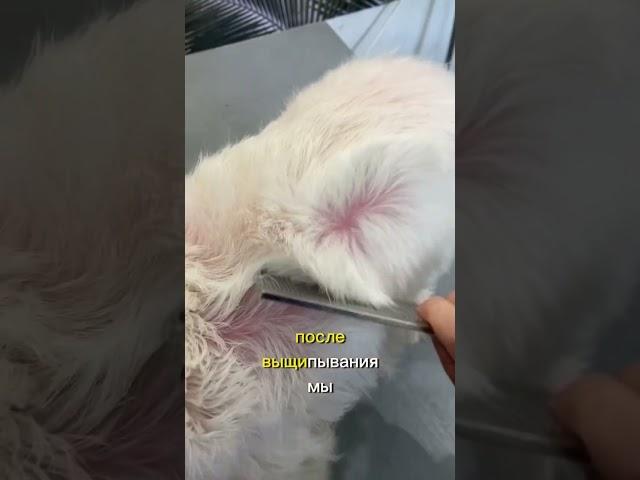 Тримминг Веста. Вы знали о такой процедуре? #рекомендации #viral #fyp #dogsofinstagram #dog #груминг