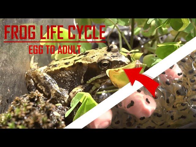 FROG LIFE CYCLE - Every stage from frogspawn to adult frog!